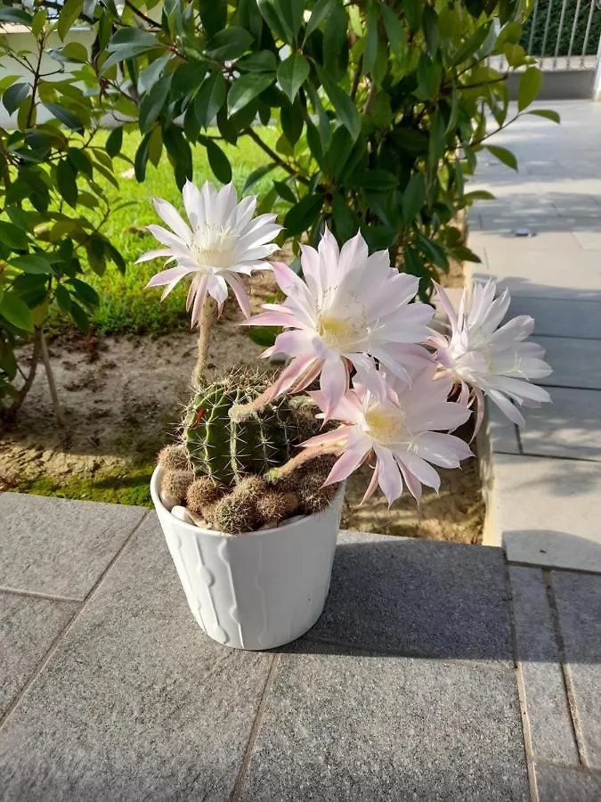 B&B Villa Griselda Quinto Di Treviso