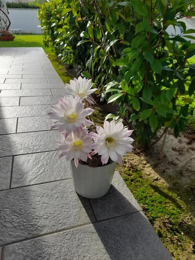 Bed & Breakfast B&B Villa Griselda Quinto Di Treviso